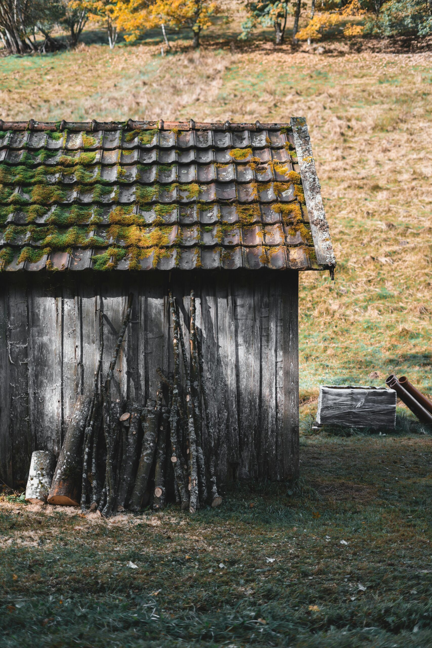 Charming rustic wood shed with mossy roof in serene outdoor countryside environment.
